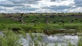 A large herd of rams walking on a hill on the banks of the river.