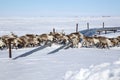 A large herd of reindeer crossing the road Royalty Free Stock Photo