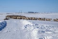 A large herd of reindeer crossing the road Royalty Free Stock Photo