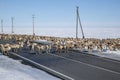 A large herd of reindeer crossing the road Royalty Free Stock Photo