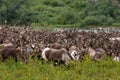 A large herd of reindeer grazing in summer tundra Royalty Free Stock Photo