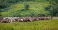 A large herd of reindeer grazing in tundra Royalty Free Stock Photo