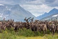 Large herd of reindeer in the tundra Royalty Free Stock Photo