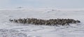 Large herd of reindeer in the winter tundra Royalty Free Stock Photo