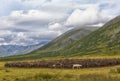 Large herd of reindeers in summer,