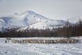 Large herd of reindeers in winter, Yamal Royalty Free Stock Photo