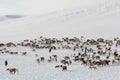 large herd of reindeers in winterRussia