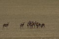 A large herd of roe deer, very early in the spring on a patch that is not yet green