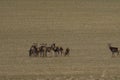 A large herd of roe deer, very early in the spring on a patch that is not yet green Royalty Free Stock Photo