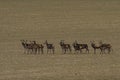 A large herd of roe deer, very early in the spring on a patch that is not yet green Royalty Free Stock Photo