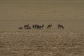 A large herd of roe deer, very early in the spring on a patch that is not yet green