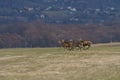 A large herd of roe deer, very early in the spring on a patch that is not yet green Royalty Free Stock Photo