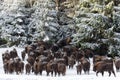 A Large Herd Several Dozen Heads Of Wild European Brown Bison Bison Bonasus Enters The Pine Forest Along The Snow-Covered F Royalty Free Stock Photo