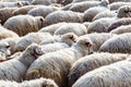 Large herd of sheep at morning time autumn, Georgia Royalty Free Stock Photo