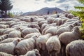 Large herd of sheep at morning time autumn, Georgia Royalty Free Stock Photo