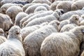 Large herd of sheep at morning time autumn, Georgia Royalty Free Stock Photo