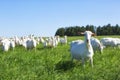 Large herd of white goat