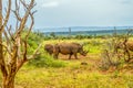 A large herd of white rhinoceros in Serengiti national park