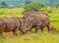 A large herd of white rhinoceros in Serengiti national park