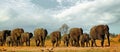 Large herd of wild african elephants walking across the african savannah with a cloudy sky Royalty Free Stock Photo