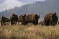 A large herd of wild bison standing on a grassy hill in Grand Teton National Park, Wyoming.