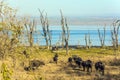 Large herd of wild buffaloes