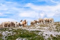 A flock of sheep and goats high in the mountains on the peaks of the Julian Alps in Slovenia Royalty Free Stock Photo