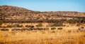A large herd of Wildebeest Gnu, Connochaetes Royalty Free Stock Photo