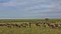 A large herd of wildebeests peacefully grazes on the lush green grass of the endless African savannah.