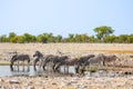 Large herd of zebra, Equus quagga, or Equus burchellii drinking at a waterhole in Etosha Namibia Royalty Free Stock Photo