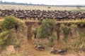 Large herds of wildebeest. Mara River, Kenya Royalty Free Stock Photo