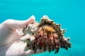 Large hermit crab Royalty Free Stock Photo