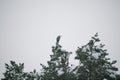 Large heron bird on a tree