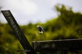 Large Heron in Florida marsh