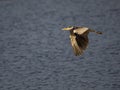 Large heron flying over the sea