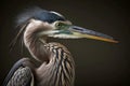 large heron with head turned to side on grey green background