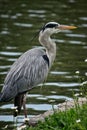 Large Heron