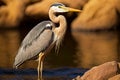 large heron with smooth grey-light brown plumage and thin legs