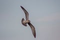 Large herring gull flying with a dull sky in the background Royalty Free Stock Photo