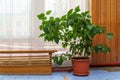 Large Hibiscus or Chinese rose bush with green leaves in a pot in the room