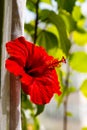 Large hibiscus flower