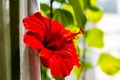 Large hibiscus flower