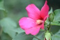 large hibiscus flowers, red hibiscus flowers