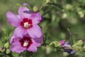 Large hibiscus flowers on a tree branch. Blooming plants in a flower bed