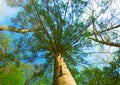 Large, high pine, bottom-up view, beautiful tree bottom view.