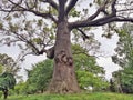 Large high tall old oak tree with brown huge large massive trunk body and wide branches Royalty Free Stock Photo