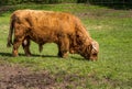 Large Highland bull grazing in English field Royalty Free Stock Photo