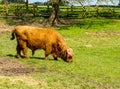 Large Highland bull grazing in English field Royalty Free Stock Photo