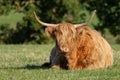 Highland cow lying in field staring at the camera Royalty Free Stock Photo