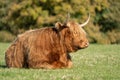 Highland cow lying in field staring to the right Royalty Free Stock Photo